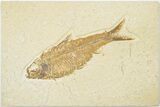 4.2" Detailed Fossil Fish (Knightia) - Wyoming - #201493-1